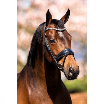 352 HB Show-time Fancy lak