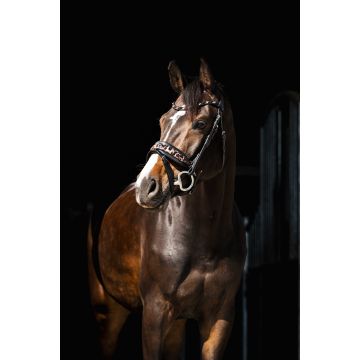 354 HB Showtime hoofdstel Luipaard