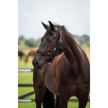 759 HB Showtime Stal halster strong	