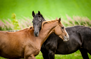 Paardenvrienden
